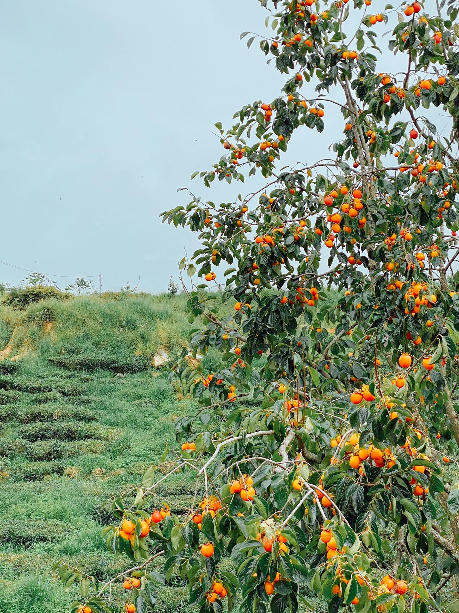 Mùa hồng chín ở Đà Lạt