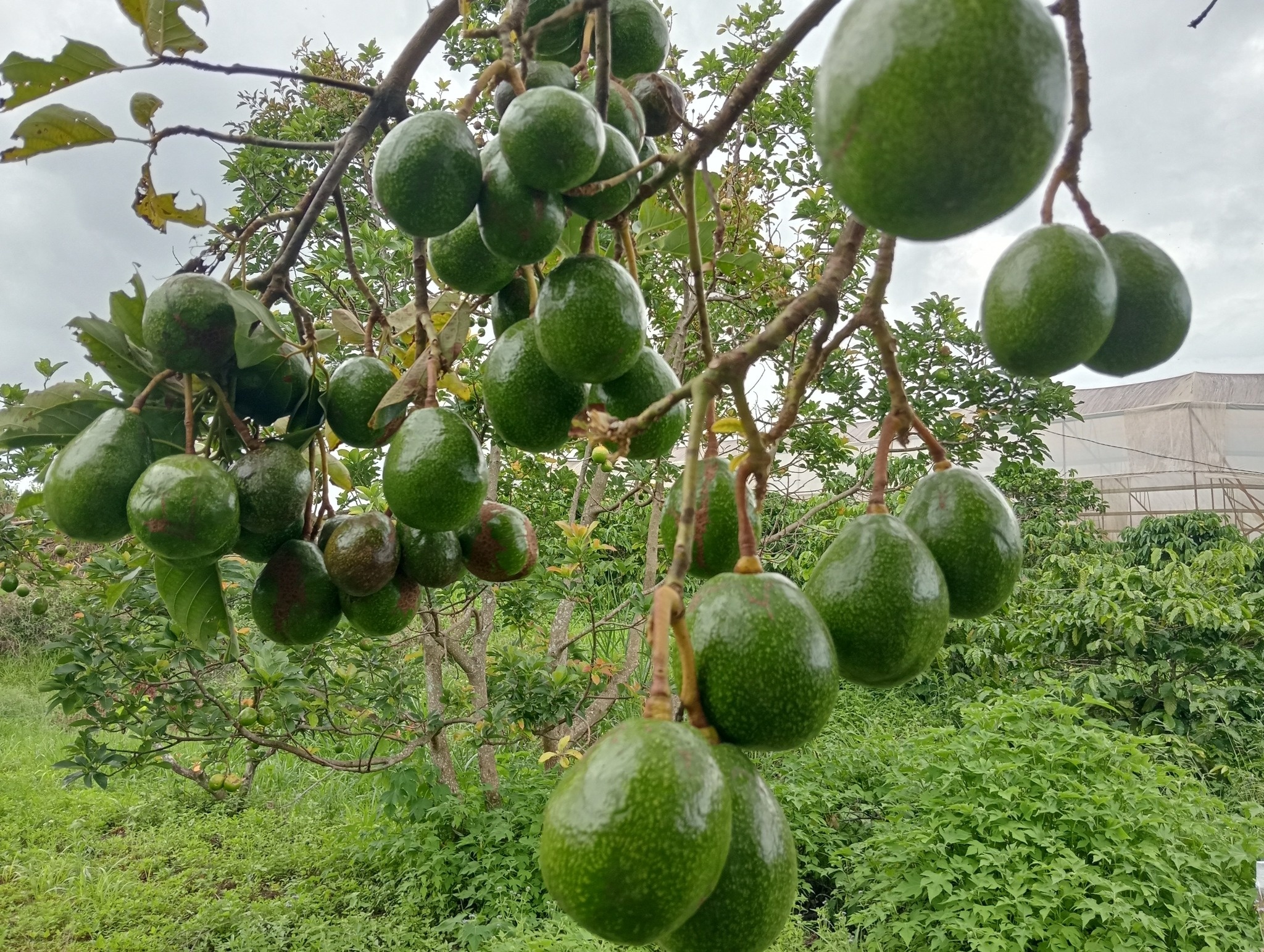 Vườn bơ Tà Nung