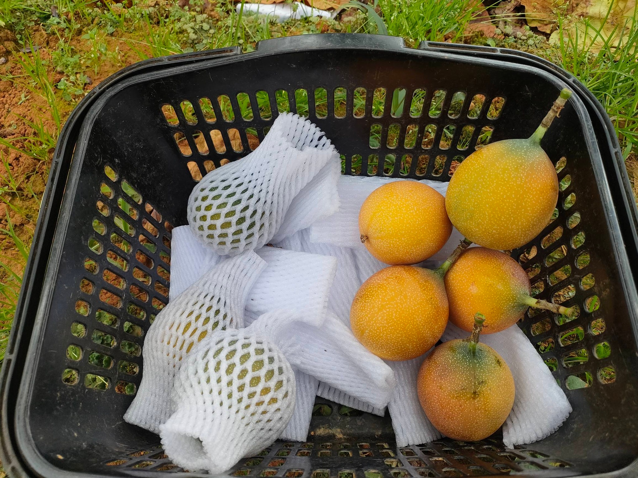 Vườn chanh dây Colombia ngọt tại Đà Lạt