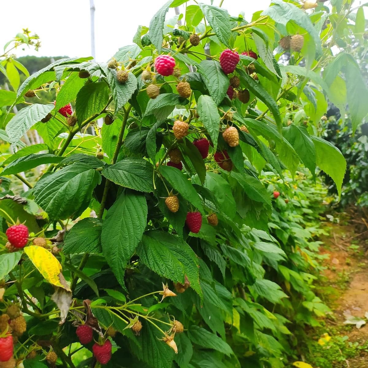  Phúc Bồn Tử Đà Lạt