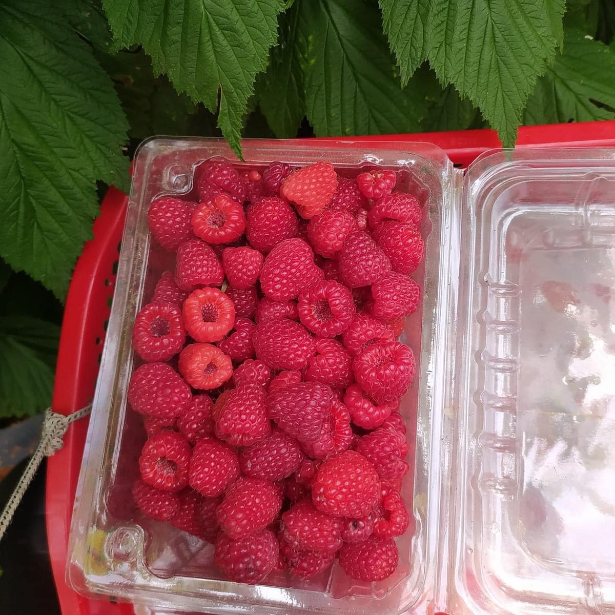 Phúc bồn tử chứa nhiều vitamin và khoáng chất