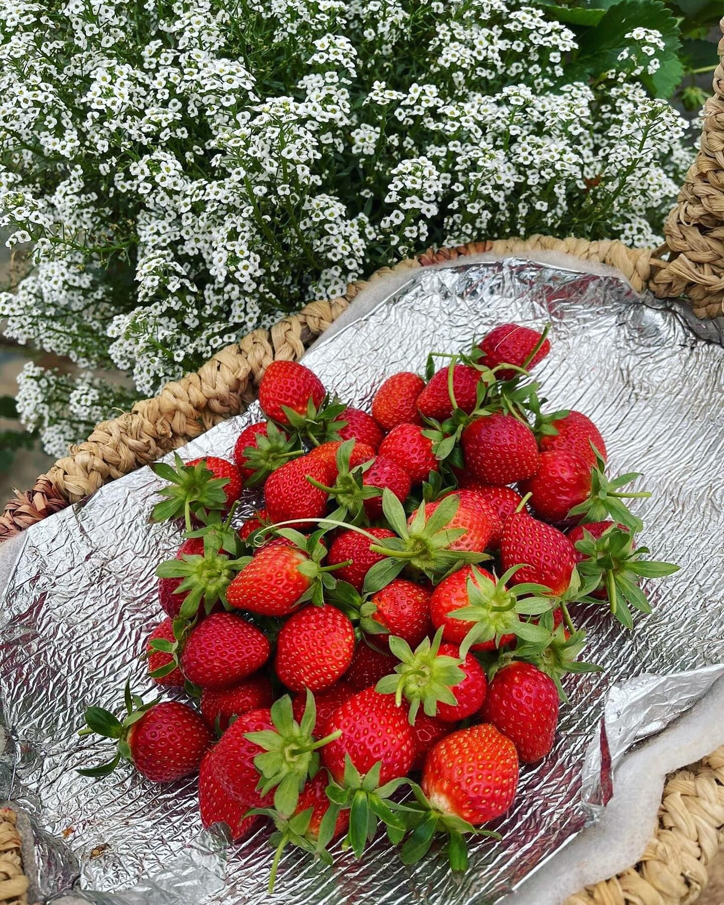 Những quả dâu căng mọng