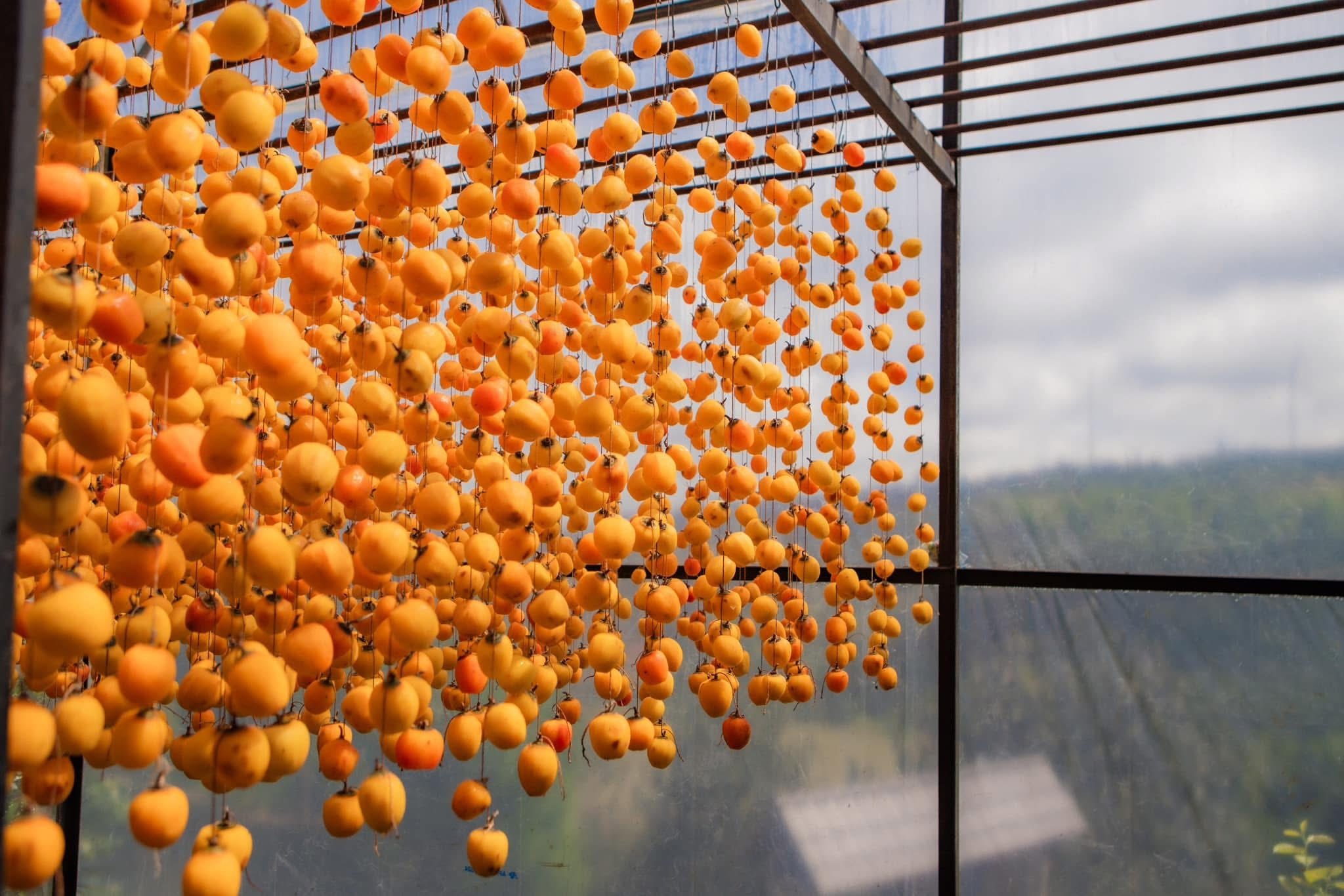 Hồng treo gió Đà Lạt