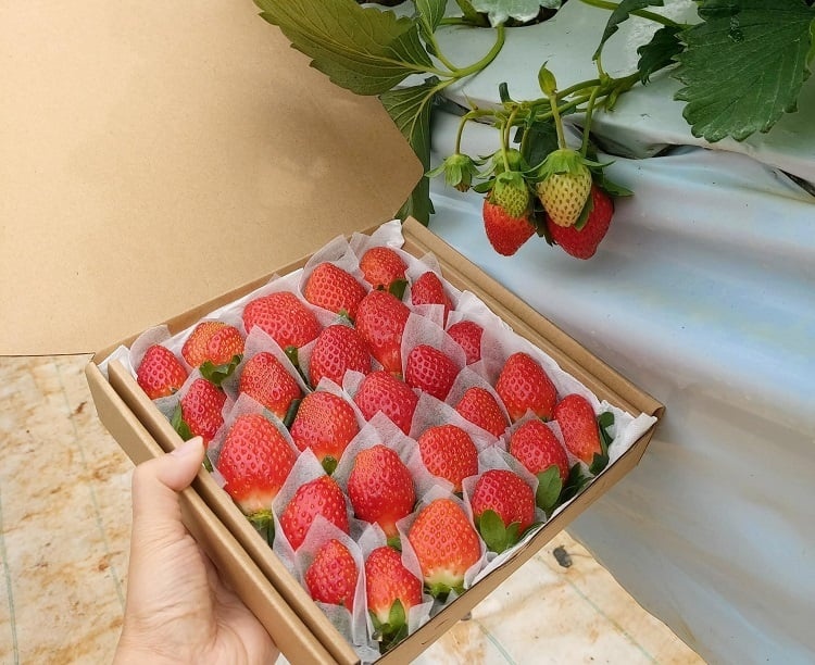 Dâu tây Đà Lạt