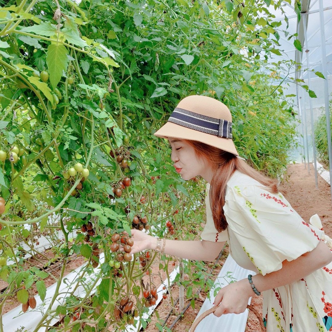 Trải nghiệm hái dâu Đà Lạt