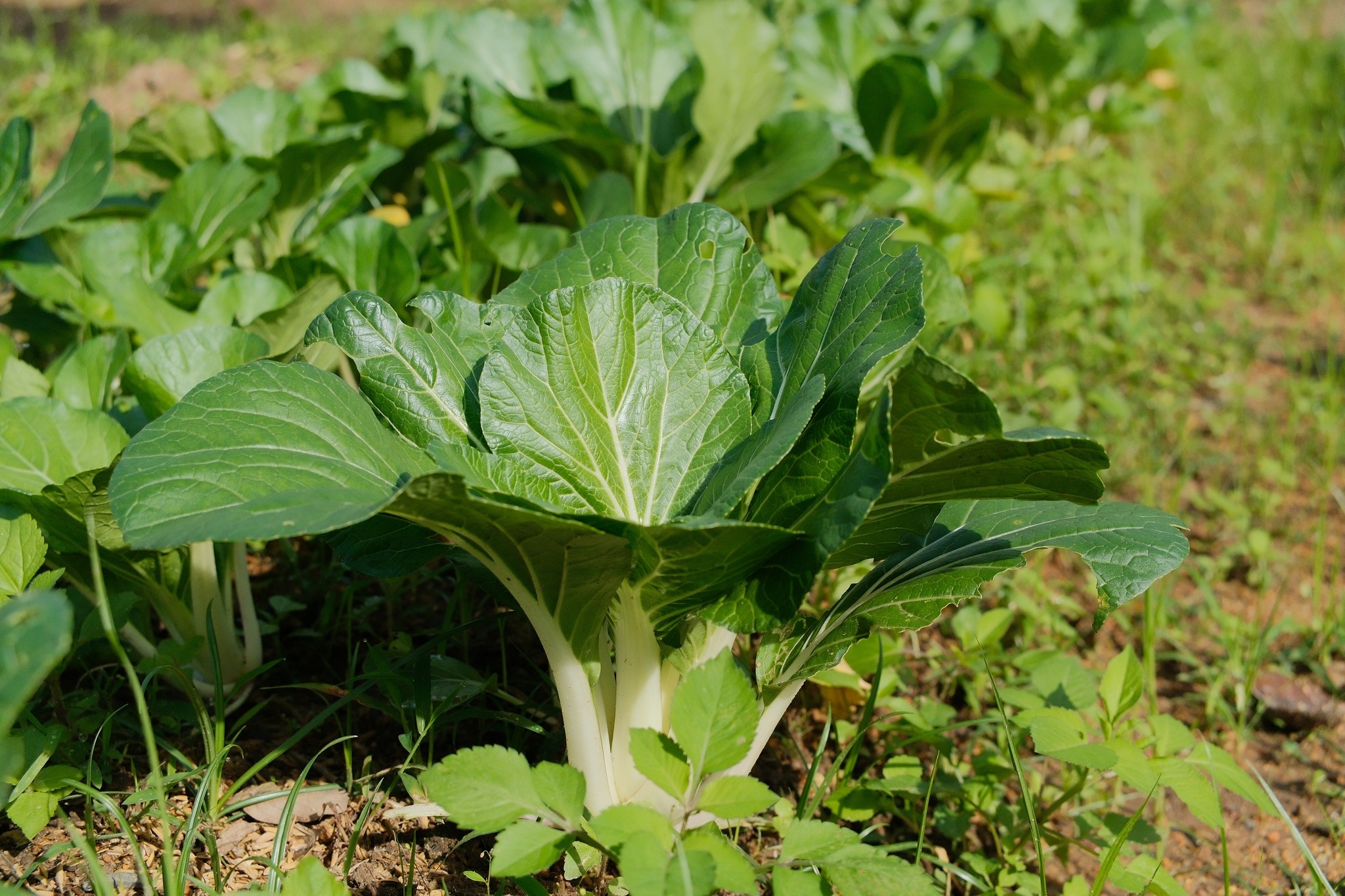 Tham quan vườn rau sạch