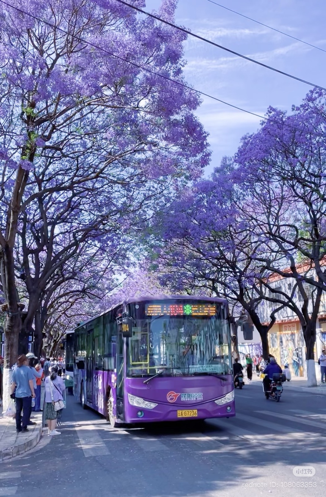 tour Côn Minh mùa phượng tím