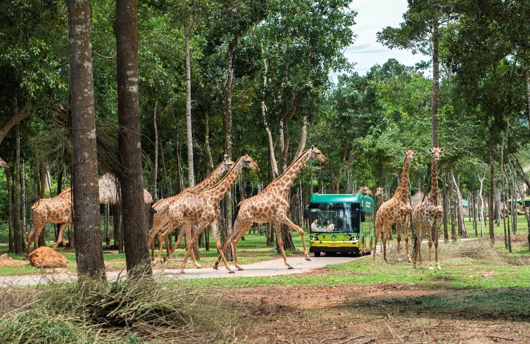 Vinpearl Safari Phú Quốc
