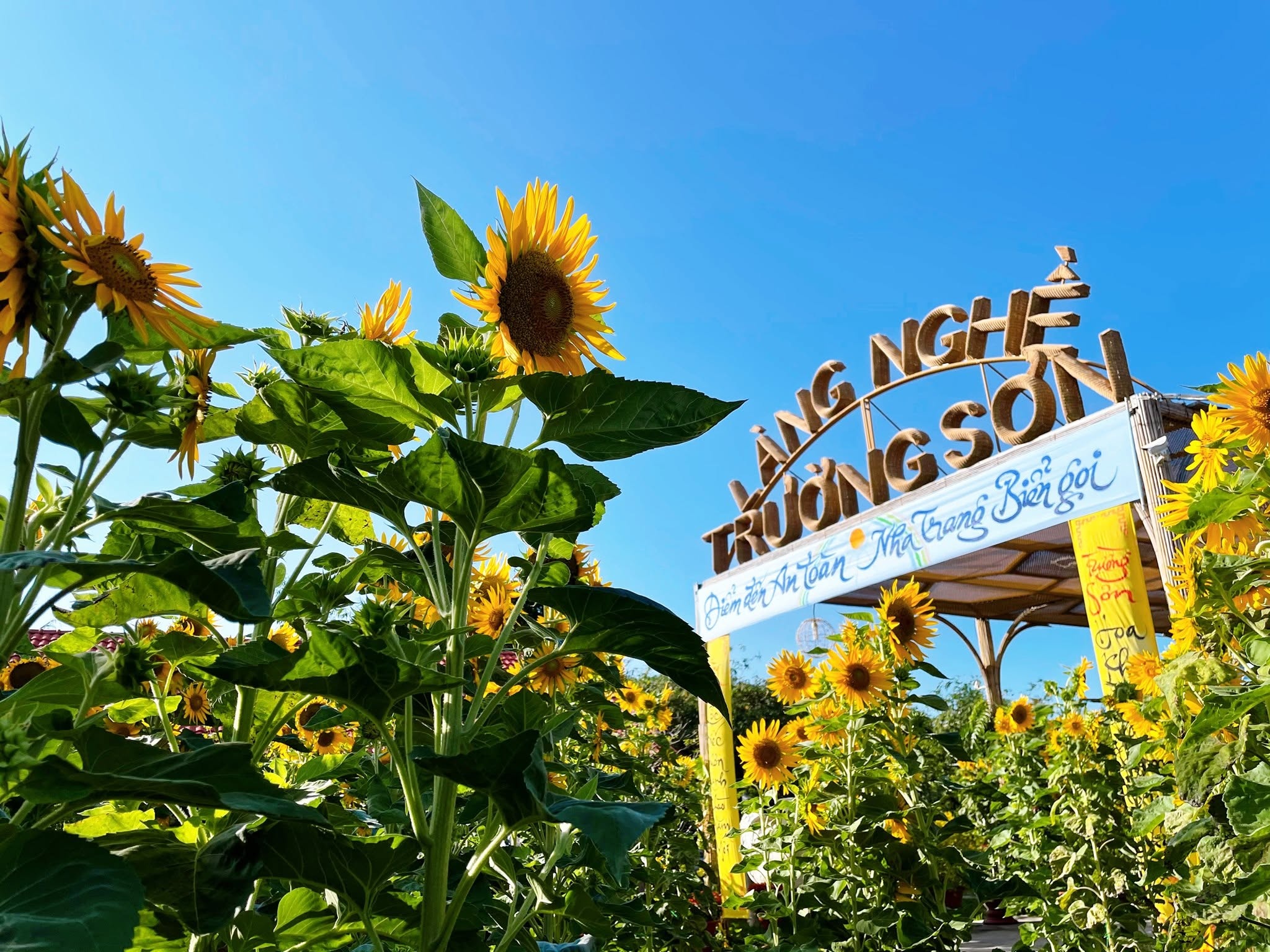 Khuôn viên được trang trí hoa rực rỡ