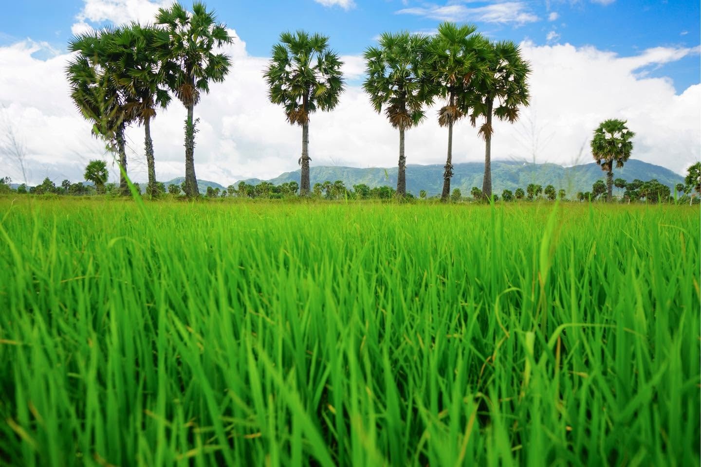 Hàng cây thốt nốt nổi bật giữa cánh đồng xanh mướt của vùng Bảy Núi thuộc hai huyện Tri Tôn và Tịnh Biên cũ.