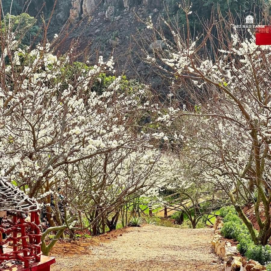 nông trại đẹp ở Mộc Châu